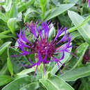 Centaurea montana 'Amethyst Dream' - Berg-Flockenblume