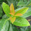 Prunus laurocerasus 'Kleopatra': Bild 1/1