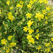 Helianthemum nummularium: Bild 1/3