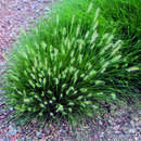 Pennisetum alopecuroides 'Little Bunny' - Zwerg-Lampenputzergras