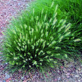 Pennisetum alopecuroides 'Little Bunny' - Zwerg-Lampenputzergras