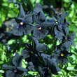 Viola cornuta 'Molly Sanderson': Bild 1/1