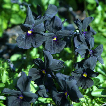 Viola cornuta 'Molly Sanderson'