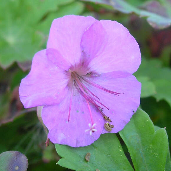 Geranium cantabrigiense 'Karmina': Bild 1/9