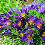 Pulsatilla vulgaris - Kuhschelle, Pelzanemone