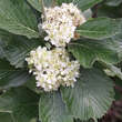 Sorbus chamaemespilus: Bild 1/6