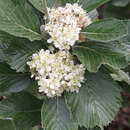 Sorbus chamaemespilus - Zwerg-Mehlbeere