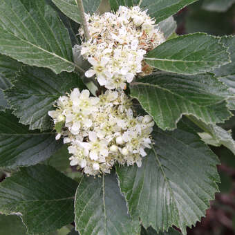 Sorbus chamaemespilus (ssp.sudetica)