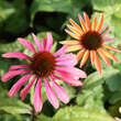 Echinacea purpurea 'Summer Sky': Bild 5/6