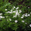 Geranium sylvaticum 'Album': Bild 1/1