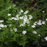 Geranium sylvaticum 'Album' - Wald-Storchschnabel