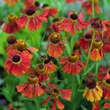 Helenium 'Moerheim Beauty': Bild 3/3
