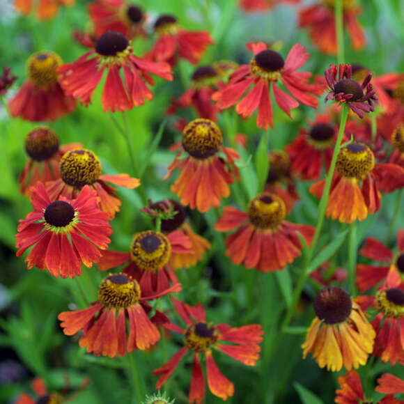 Helenium 'Moerheim Beauty': Bild 3/3 Helenium 'Moerheim Beauty': Bild 3/3