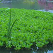 Menyanthes trifoliata: Bild 3/4