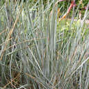 Helictotrichon sempervirens 'Pendula' - Blaustrahlhafer