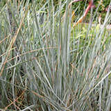 Helictotrichon sempervirens 'Pendula' - Blaustrahlhafer