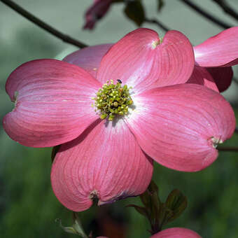 Cornus florida 'Sunset'