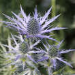 Eryngium 'Big Blue': Bild 7/10