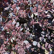 Sedum album 'Bertram Anderson': Bild 2/3