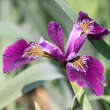 Iris versicolor 'Kermesine': Bild 2/2