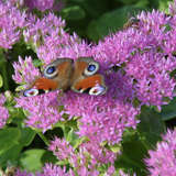 Sedum spectabile 'Brillant' - Fetthenne