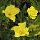 Oenothera macrocarpa (O. missouriensis) - Nachtkerze