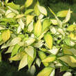 Hosta 'Orange Marmelade': Bild 6/7