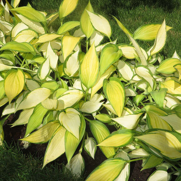 Hosta 'Orange Marmelade': Bild 6/7 Hosta 'Orange Marmelade': Bild 6/7