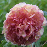 Paeonia Itoh-Hybr. 'Hillary' - Pfingstrose Intersectional-Hybride