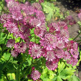 Astrantia major 'Roma' - Sterndolde