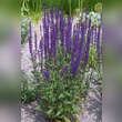 Salvia nemorosa 'Caradonna': Bild 6/6