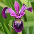 Iris versicolor 'Kermesine': Bild 1/2