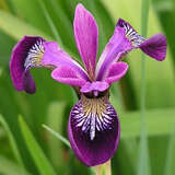 Iris versicolor 'Kermesine' - Amerikanische Sumpfiris