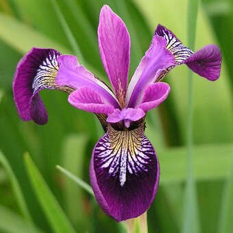 Iris versicolor 'Kermesine'