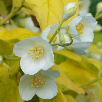 Philadelphus coronarius 'Aureus'