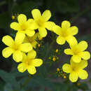 Linum flavum - Gelber Lein