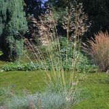 Stipa gigantea - Riesen-Federgras