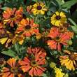 Helenium 'Waltraut': Bild 3/8