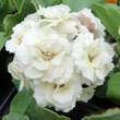 Primula auricula 'Mare': Bild 1/1