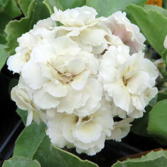 Primula auricula 'Mare'