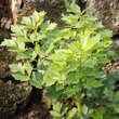 Levisticum officinale: Bild 2/5