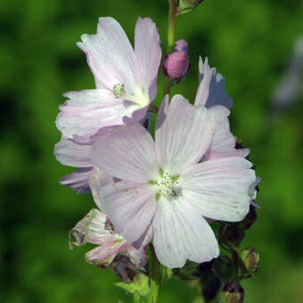 Sidalcea 'Elsie Heugh'