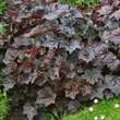 Heuchera micrantha 'Palace Purple': Bild 1/6
