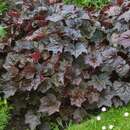 Heuchera micrantha 'Palace Purple' - Purpurglöckchen