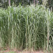 Miscanthus giganteus (M. floridulus): Bild 5/7