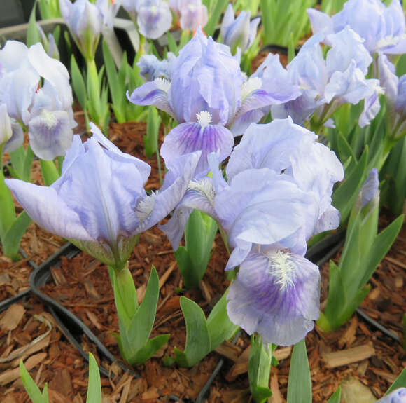 Iris pumila 'Blue Denim': Bild 2/2 Iris pumila 'Blue Denim': Bild 2/2