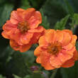 Geum coccineum 'Werner Arends': Bild 3/5