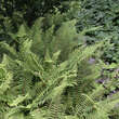 Polystichum setiferum 'Dahlem': Bild 1/2