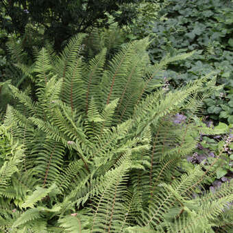 Polystichum setiferum 'Dahlem'