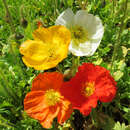 Papaver nudicaule 'Gartenzwerg' - Islandmohn, Zwergmohn